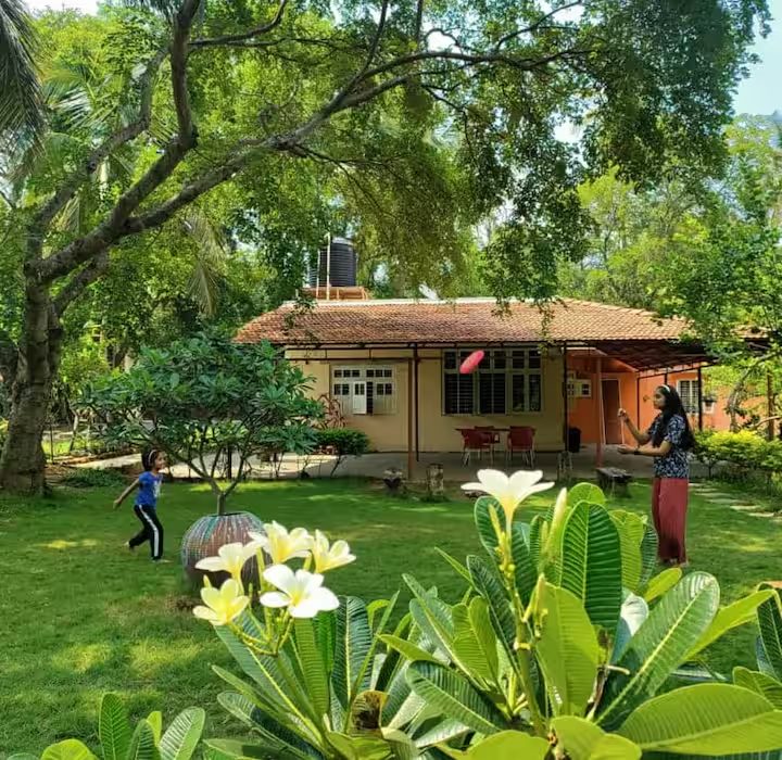 Frangipani in flower on the farm lawn
